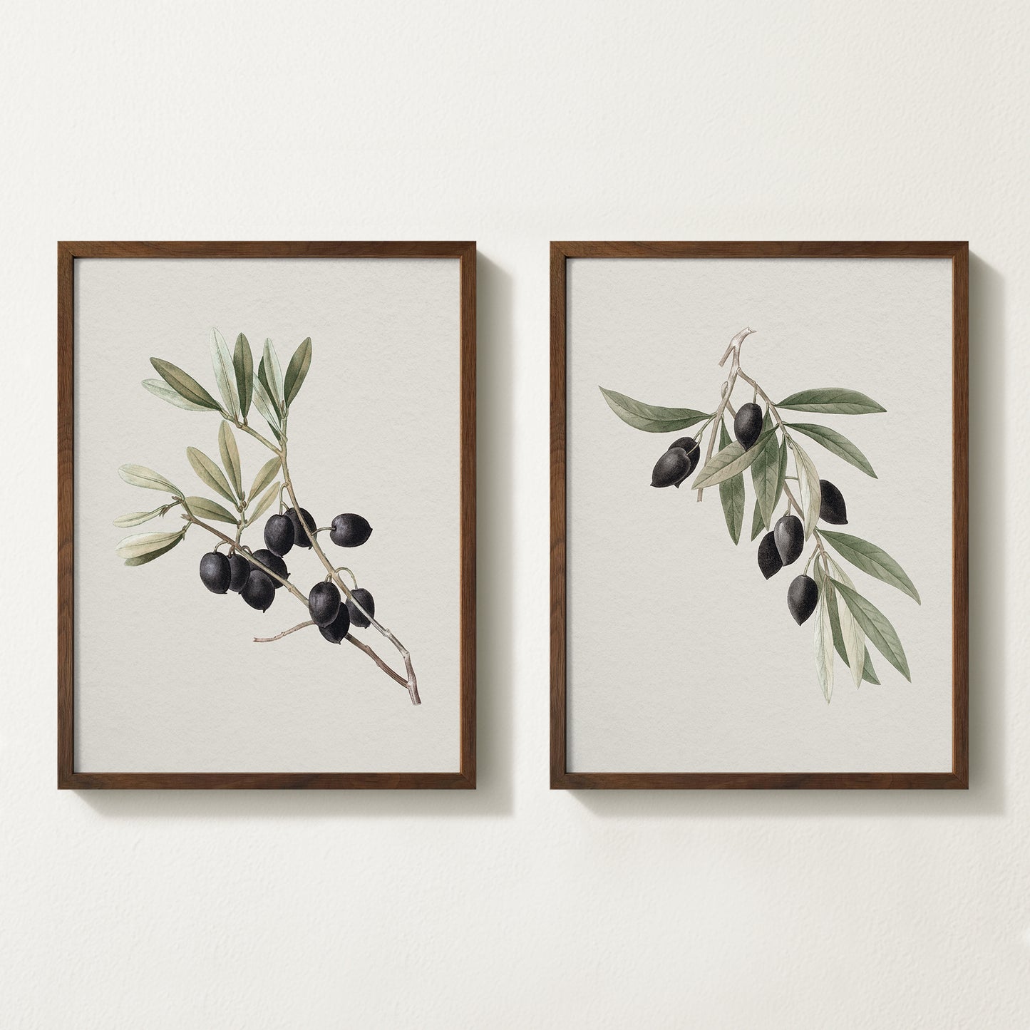 Vintage botanical artwork of an olive branch with black olives on a white background, in solid oak frame