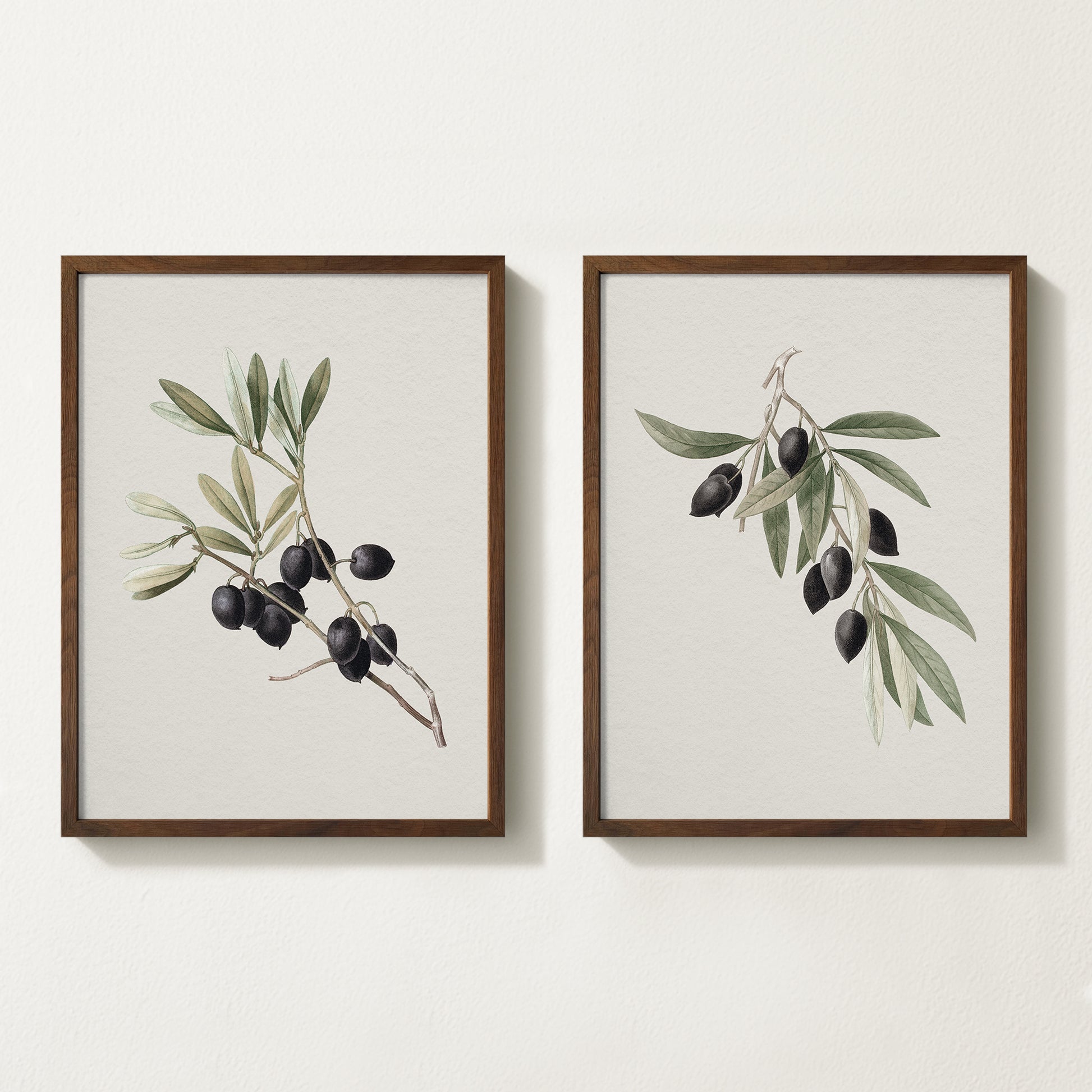 Vintage botanical artwork of an olive branch with black olives on a white background, in solid oak frame