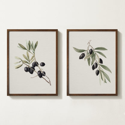 Vintage botanical artwork of an olive branch with black olives on a white background, in solid oak frame