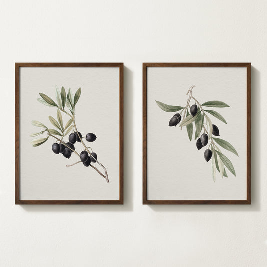 Vintage botanical artwork of an olive branch with black olives on a white background, in solid oak frame