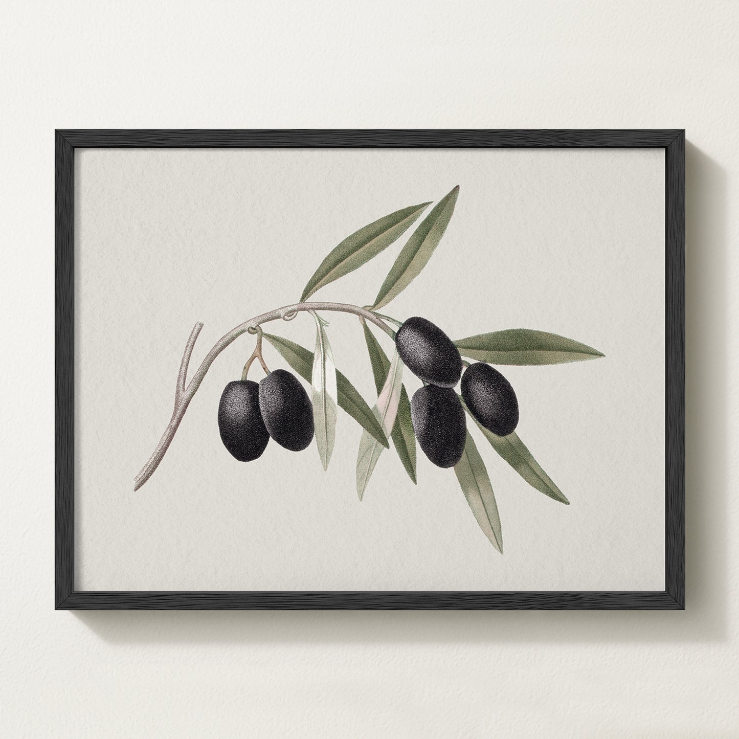 Vintage botanical artwork of an olive branch with black olives on a white background, in solid oak frame