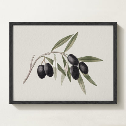 Vintage botanical artwork of an olive branch with black olives on a white background, in solid oak frame