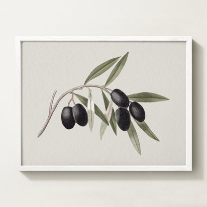Vintage botanical artwork of an olive branch with black olives on a white background, in solid oak frame
