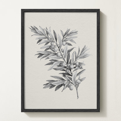Vintage botanical artwork of an olive branch with black olives on a white background, in solid oak frame