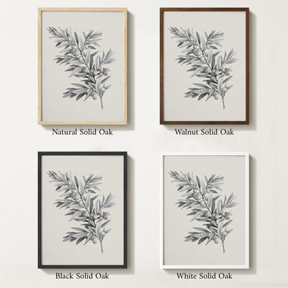 Four framed prints of vintage olive drawings with different solid oak finishes.