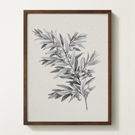 Vintage botanical artwork of an olive branch with black olives on a white background, in solid oak frame