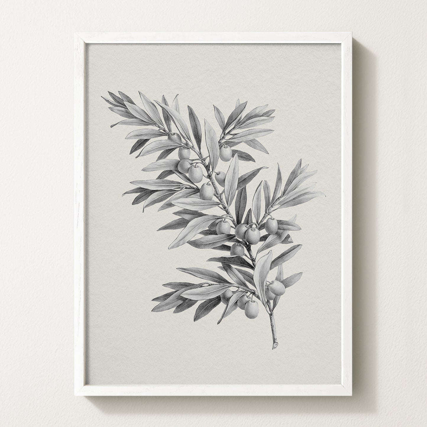 Vintage botanical artwork of an olive branch with black olives on a white background, in solid oak frame