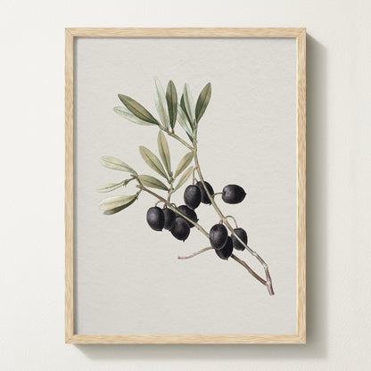 Vintage botanical artwork of an olive branch with black olives on a white background, in solid oak frame