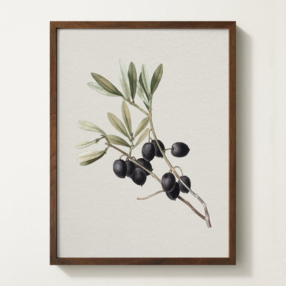 Vintage botanical artwork of an olive branch with black olives on a white background, in solid oak frame