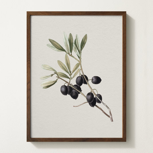 Vintage botanical artwork of an olive branch with black olives on a white background, in solid oak frame