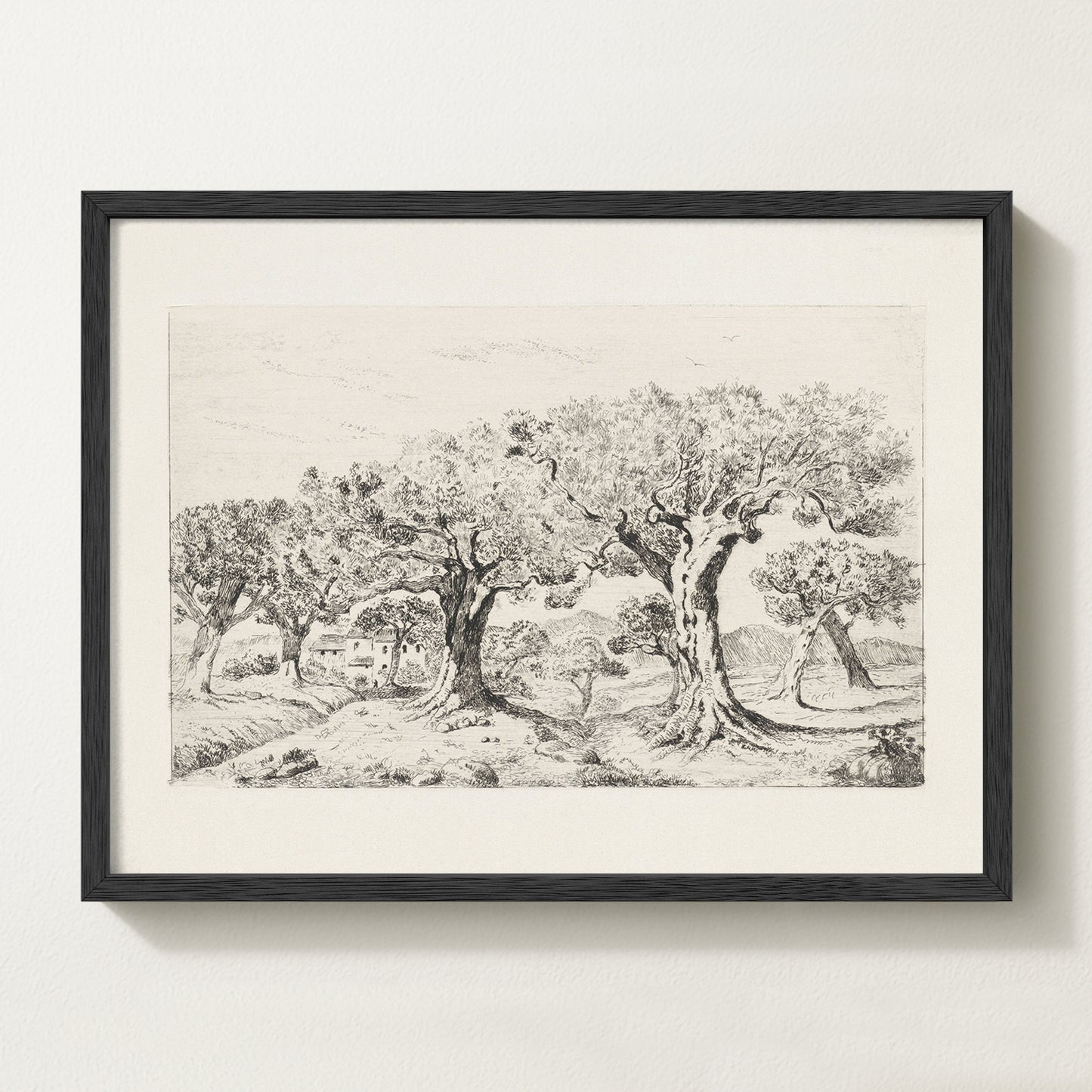 Vintage botanical artwork of an olive branch with black olives on a white background, in solid oak frame