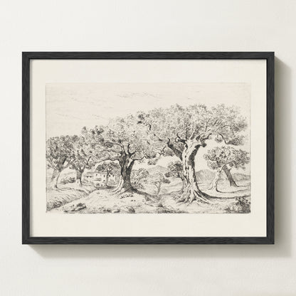 Vintage botanical artwork of an olive branch with black olives on a white background, in solid oak frame