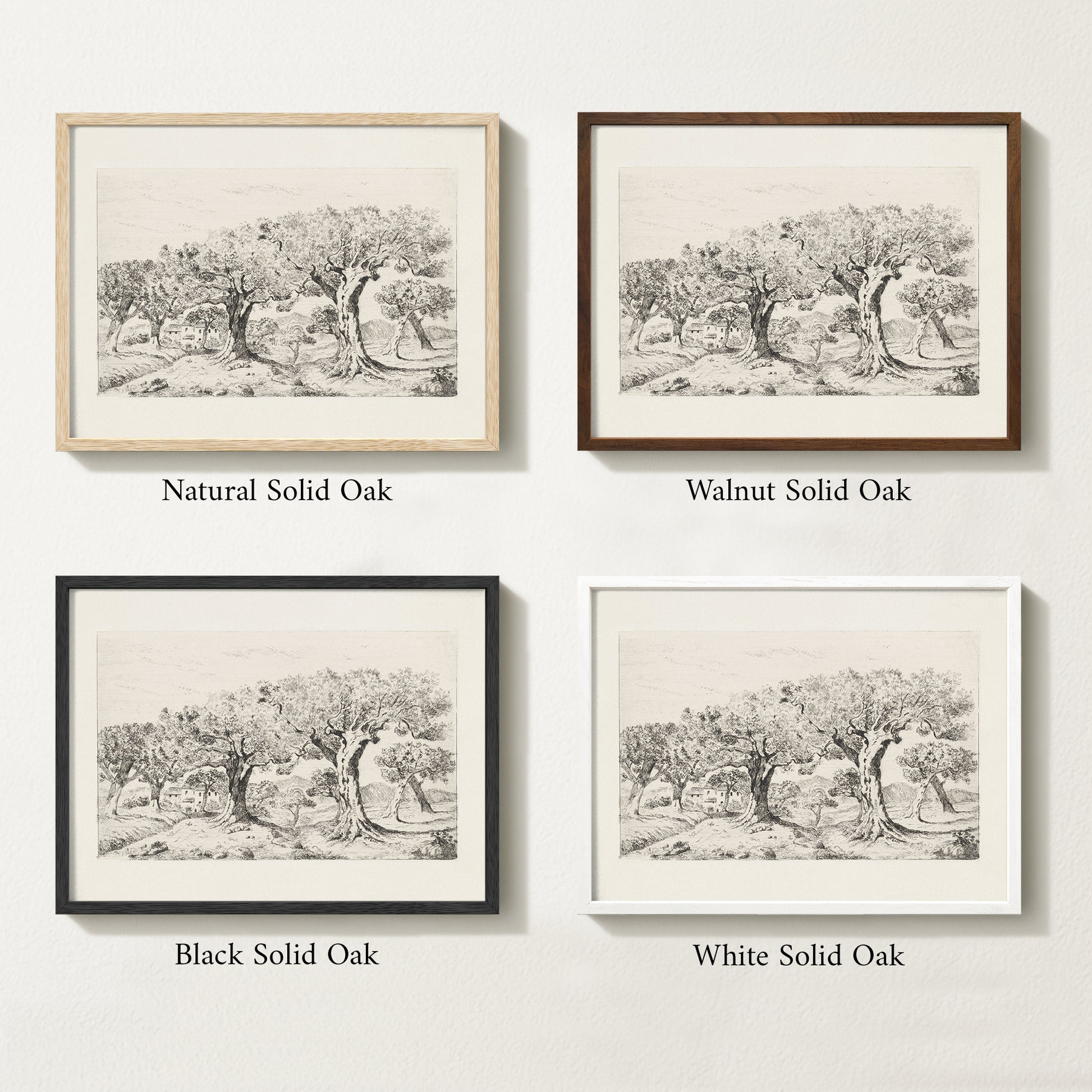 Four framed prints of vintage olive drawings with different solid oak finishes.
