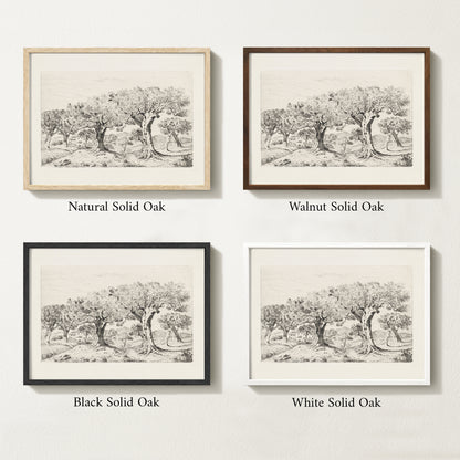 Four framed prints of vintage olive drawings with different solid oak finishes.