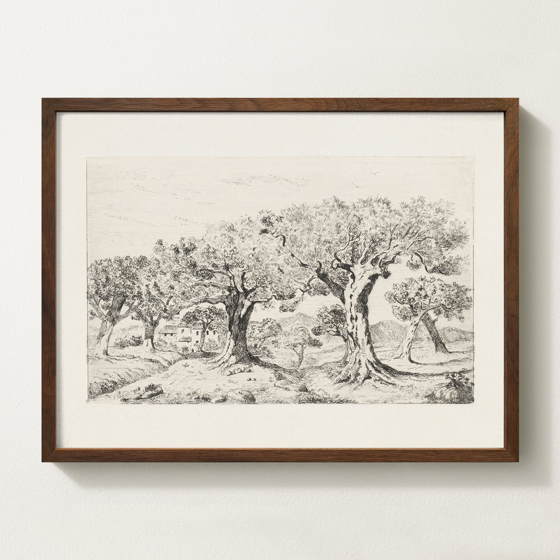 Vintage botanical artwork of an olive branch with black olives on a white background, in solid oak frame