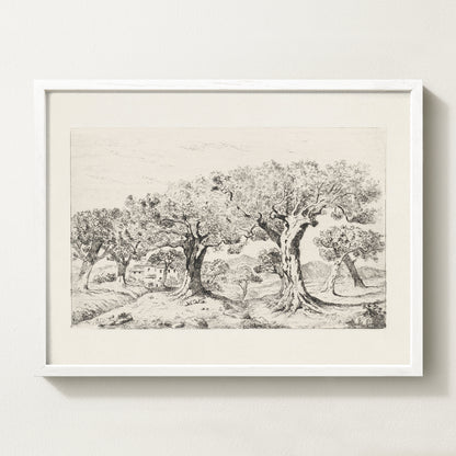 Vintage botanical artwork of an olive branch with black olives on a white background, in solid oak frame