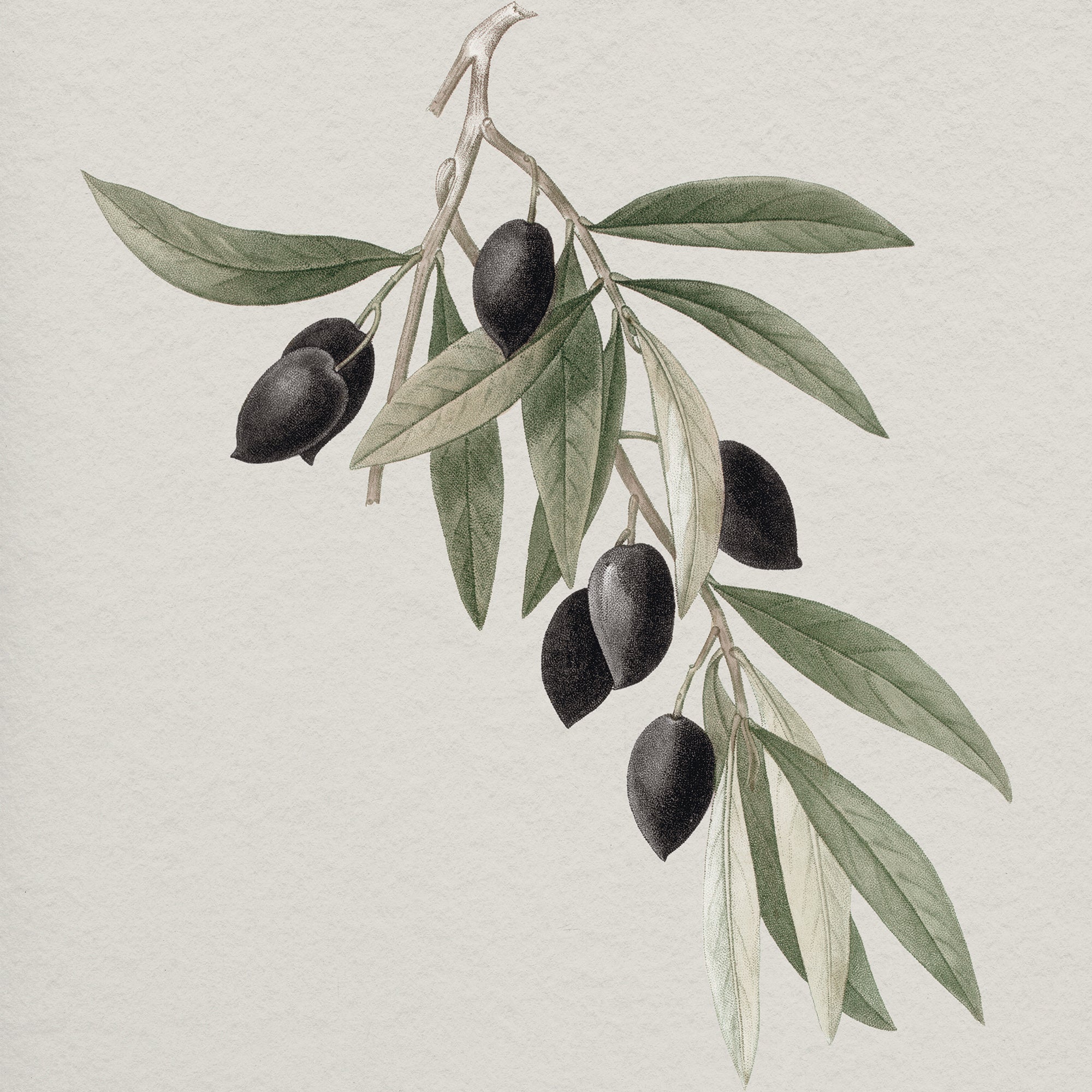Botanical